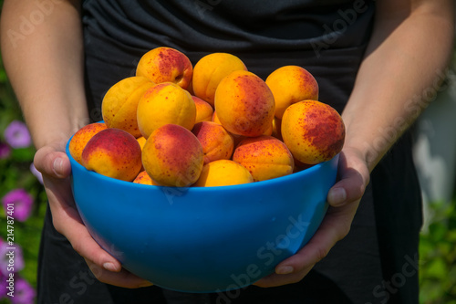 Hands of woman holding a bowl with ripe apricots