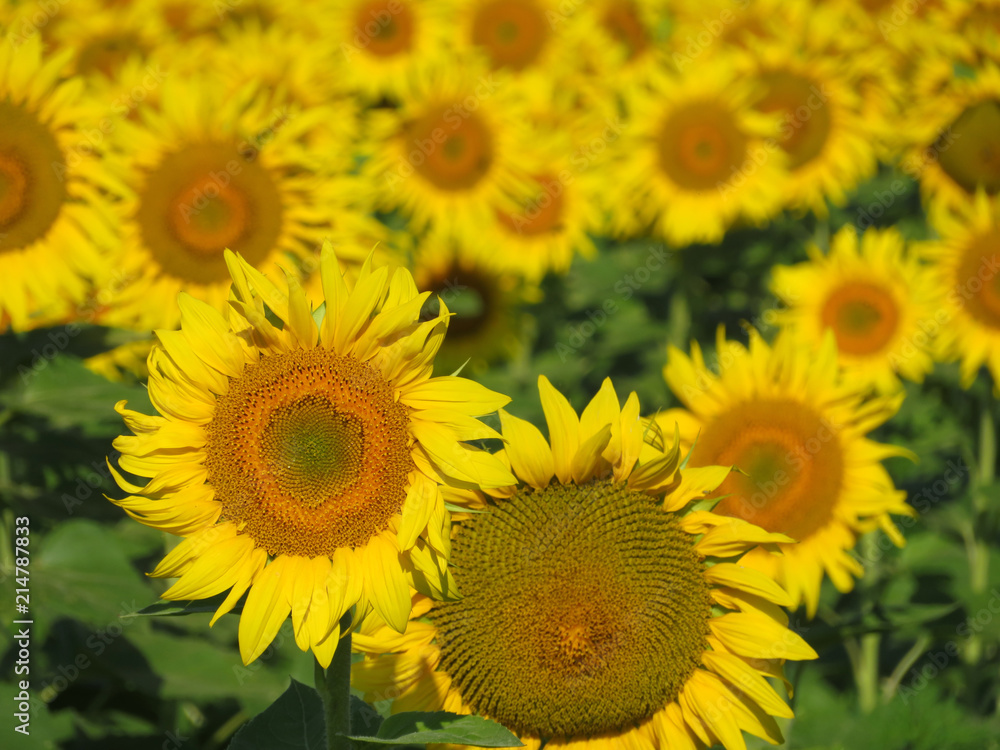 Yellow sunflowers field in summer, selective focus. Picturesque rural background