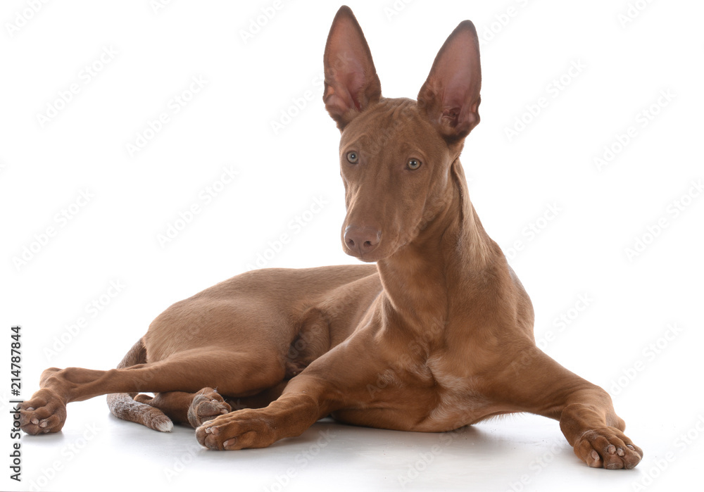 male pharoah hound