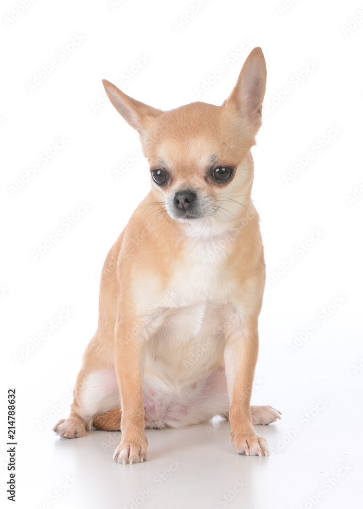 female short haired chihuahua