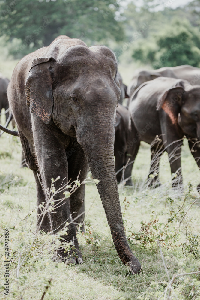 Fototapeta premium Elephants in a National Park from Sri Lanka