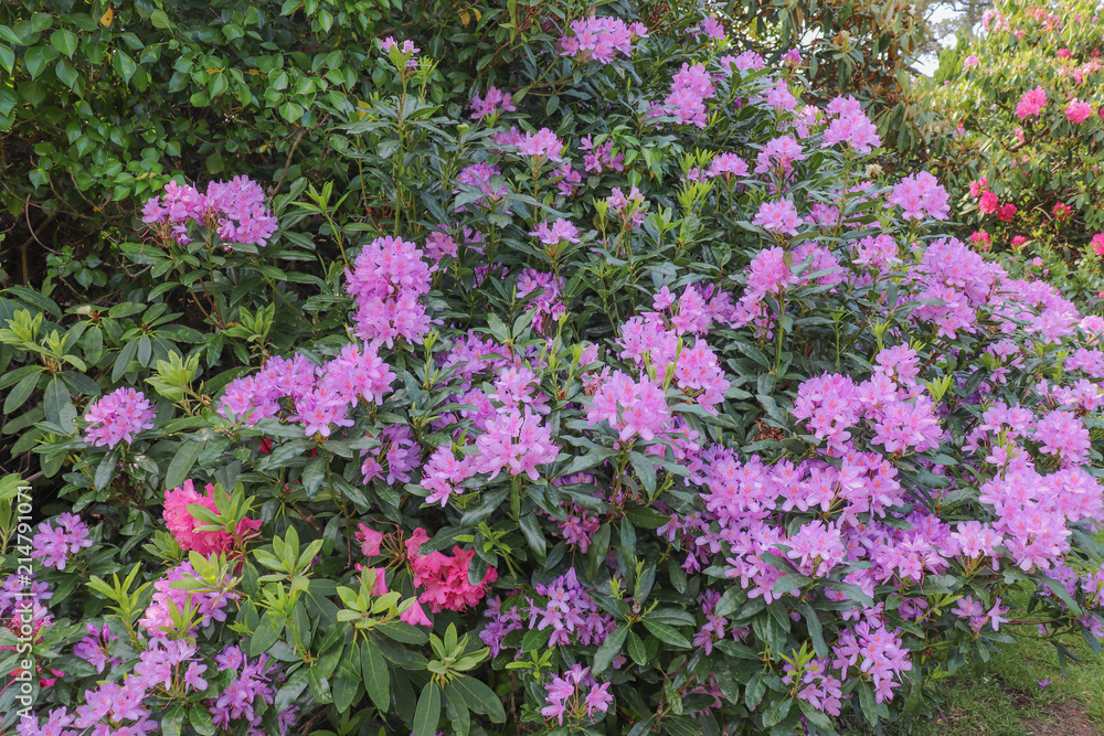 Massif de rhododendrons violets