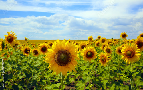 Fototapeta Naklejka Na Ścianę i Meble -  Sunflowers field on background of the blue sky