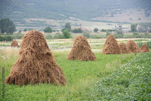 Haycocks Haystacks arranged in a field in the Bucovina region of Romania