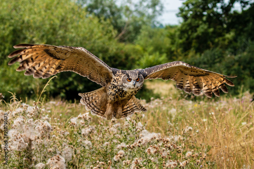 Huge, majestic Eagle Owl in flight over a grassy meadow