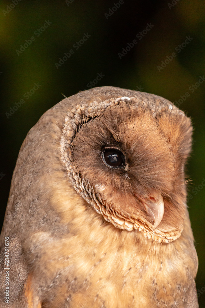 Obraz premium A rare dark colored Barn Owl on a bale of Hay in a barn