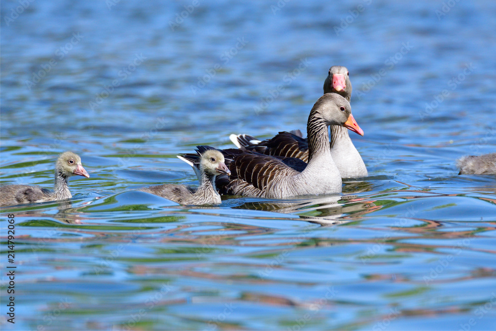 Fototapeta premium Graugans Familie schwimmt auf einem See