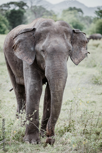 Elephants in a National Park from Sri Lanka