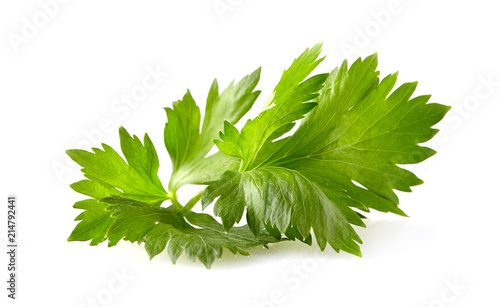 celery  isolated on a white background