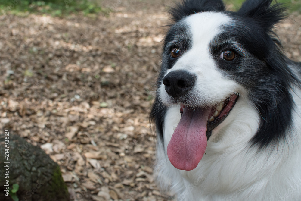 PORTRAIT OF A CUTE BORDER COLLIE ON NATURAL GREEN BACKGROUND