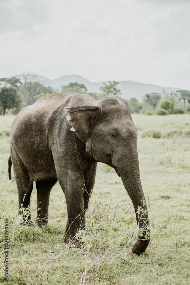 Fototapeta premium Elephants in a National Park from Sri Lanka