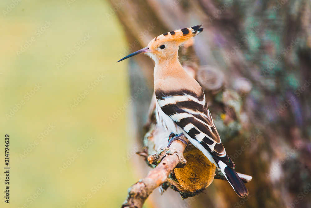 Eurasian Hoopoe, Common Hoopoe or Upupa epops, the beautiful brown bird on a tree branch Eurasian Hoopoe, Common Hoopoe or Upupa epops, the beautiful brown bird on a tree branch