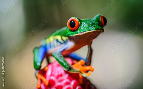 Red Eyed Tree Frog photo