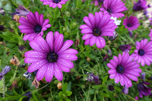 Purple daisies