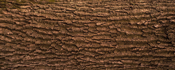 Embossed texture of the bark of oak. Panoramic photo of the oak texture.