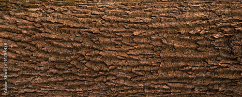 Obraz na plátně Embossed texture of the bark of oak