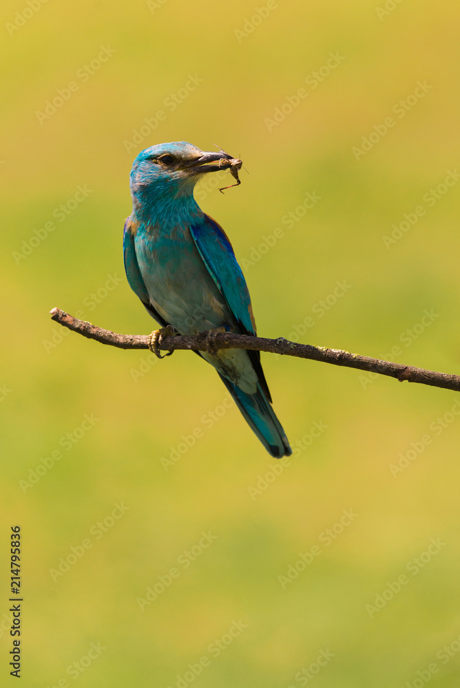 Colorful European roller on a branch
