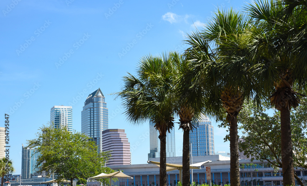 Tampa skyline with palm trees