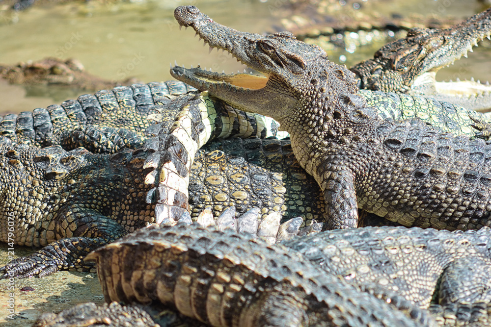 Fototapeta premium many crocodile in farm
