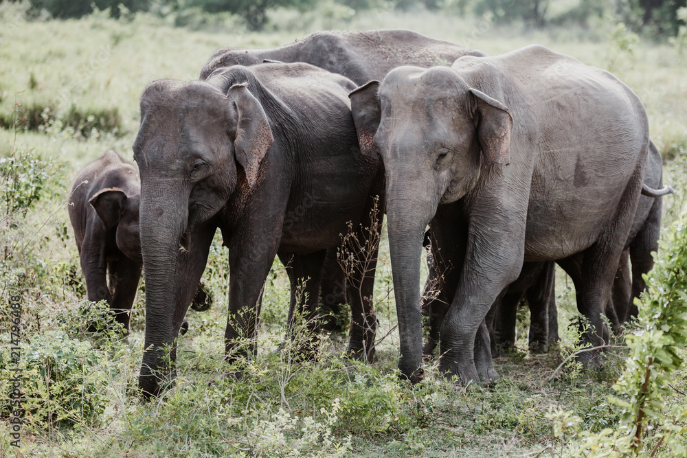 Fototapeta premium Elephants in a National Park from Sri Lanka