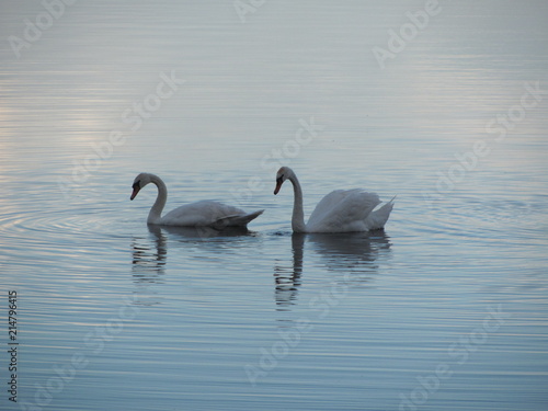 A beautiful pair of white swans swimming on a calm lake, peace and quiet © HelenkaNNN