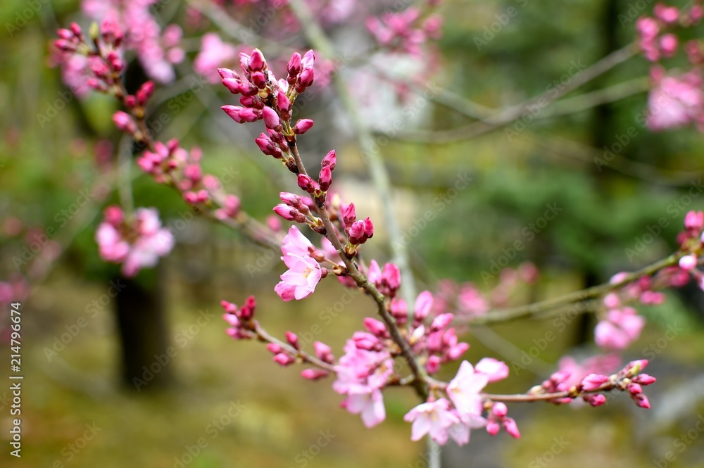 木 木