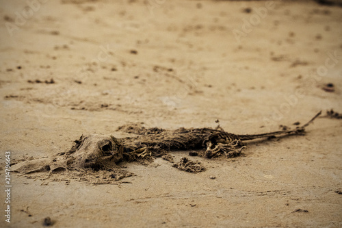 Close up of vintage dried dead gecko skeleton on the old concrete floor.