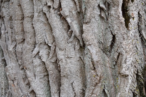 tree bark cottonwood grunge close up texture photo