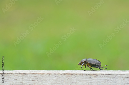 insect , beetle on green background