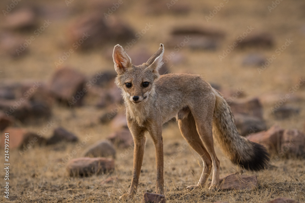 A fox pup from the wild Ranthambore national park