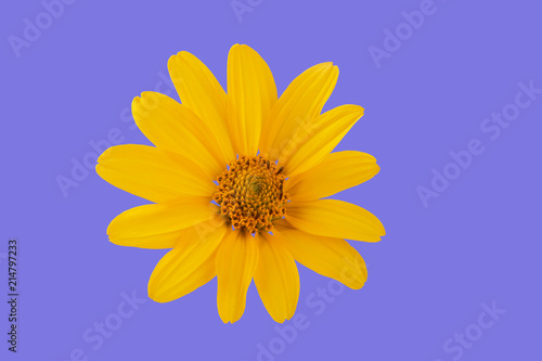 yellow flower on a colored background