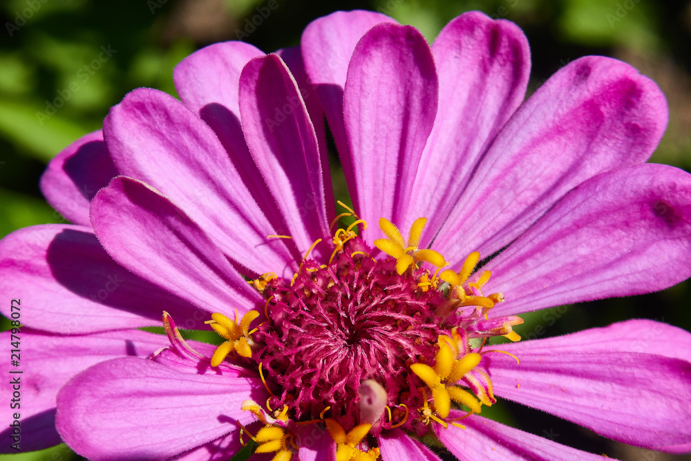 Obraz premium Purple flower close-up.