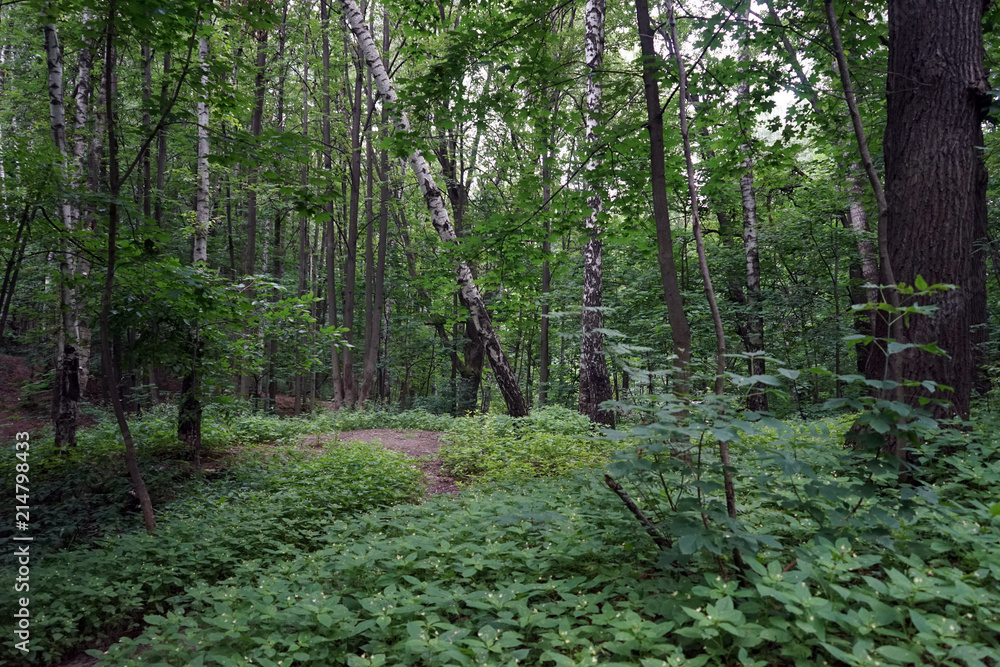 Fototapeta premium Vorobyevy Gory park