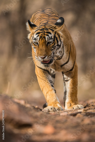 A dominant tigress on the prowl at Ranthambore National Park