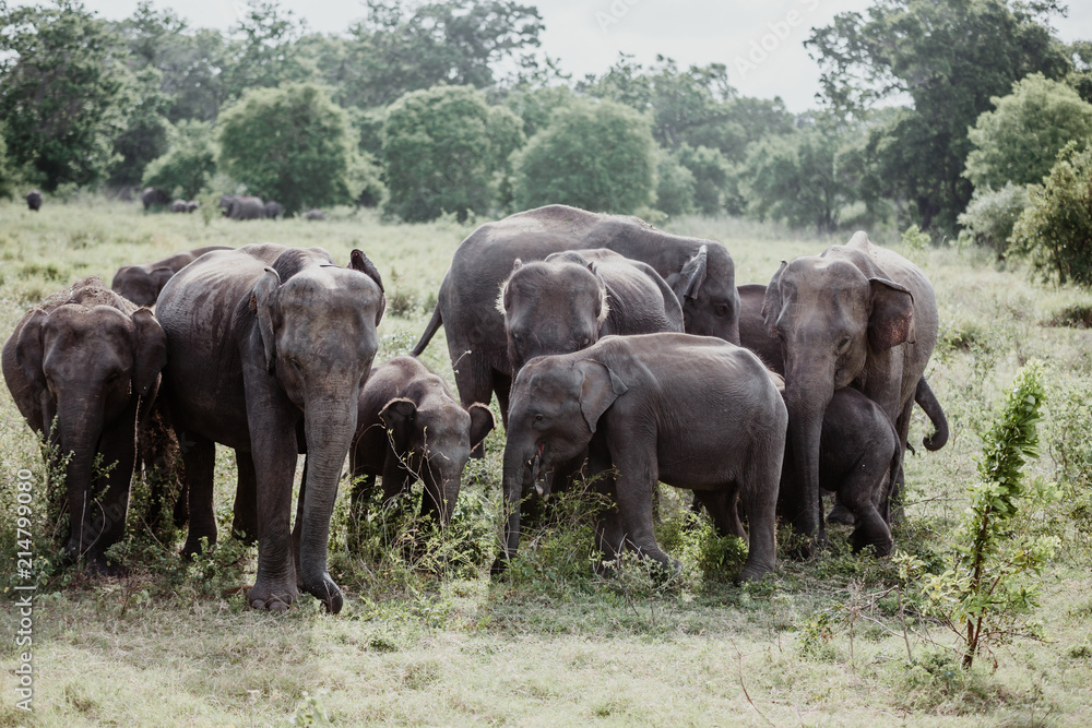 Fototapeta premium Elephants in a National Park from Sri Lanka