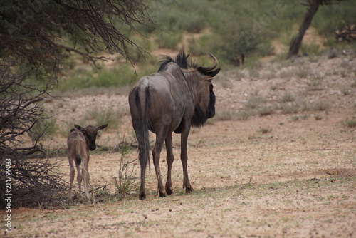 Wildebeest - Connochaetes - Kalahari - South Africa, Botsuana photo