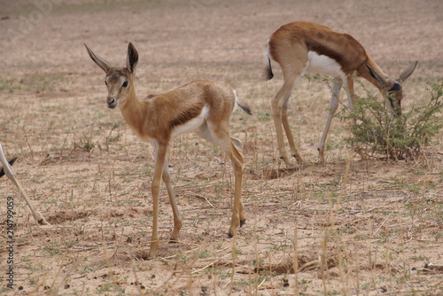Springbok -  Antidorcas  - Kalahari - South Africa  Botsuana