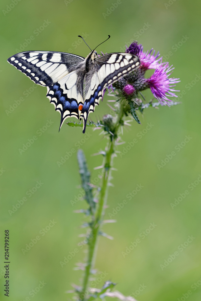 Le machaon Le machaon
