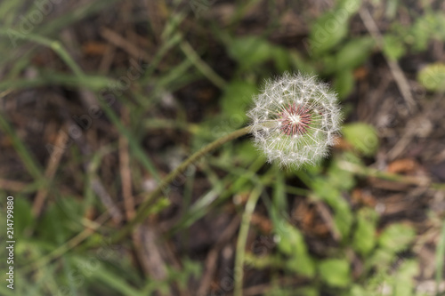 Fototapeta Naklejka Na Ścianę i Meble -  dandelion seeds waiting for the breeze of air on a green and brown background
