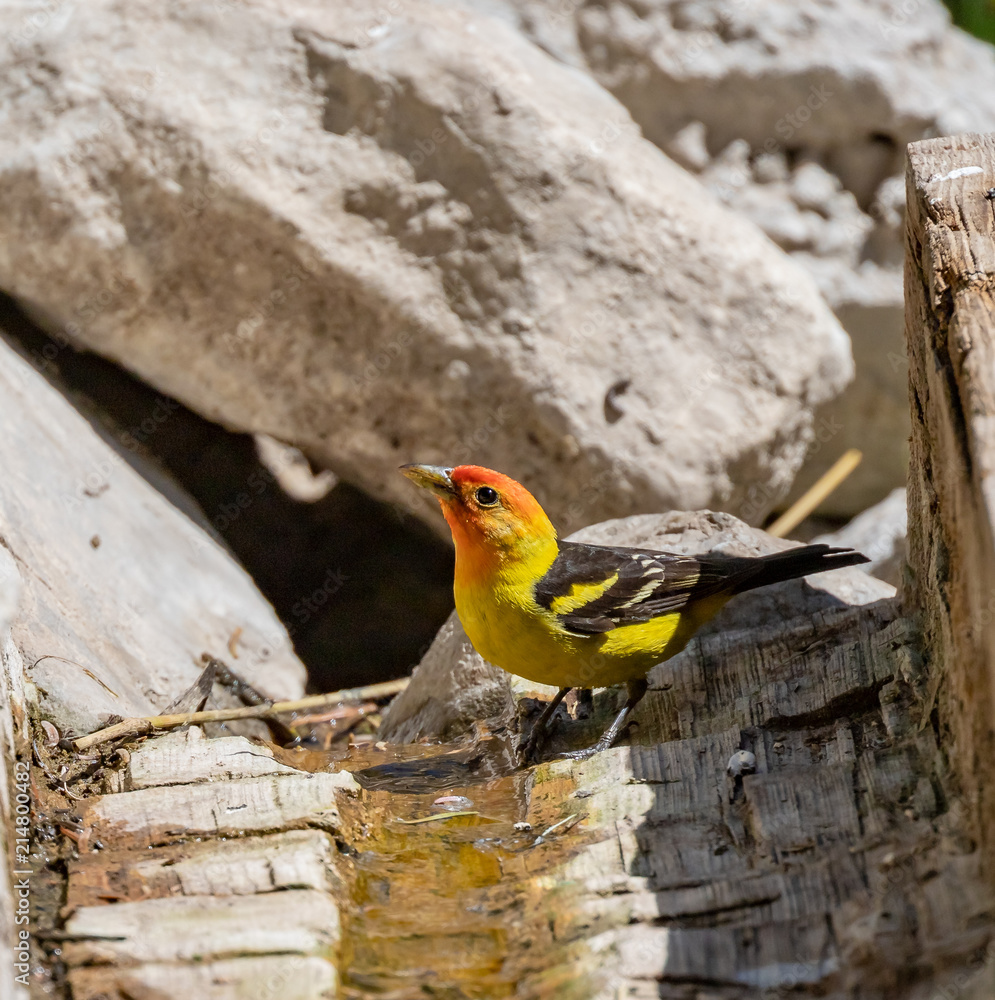 Western tanager male at Capulin Spring, Sandia Mountains, New Mexico Western tanager male at Capulin Spring, Sandia Mountains, New Mexico