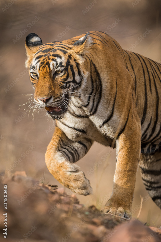 Obraz premium A dominant tigress on the prowl at Ranthambore National Park