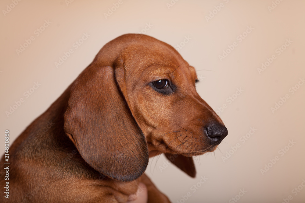 cute puppy Dachshund red in the Studio on a light background cute puppy Dachshund red in the Studio on a light background