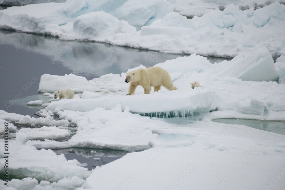 Polar bear walking in an arctic. Polar bear walking in an arctic.