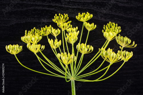 One whole fresh yellow dill flowers lush flatlay on black wood