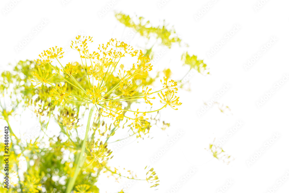 Lot of whole fresh yellow dill flowers bunch isolated on white