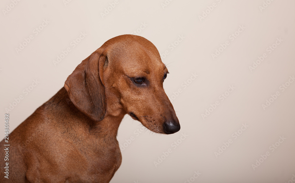 beautiful dog breed Dachshund red color in the Studio on a light background beautiful dog breed Dachshund red color in the Studio on a light background