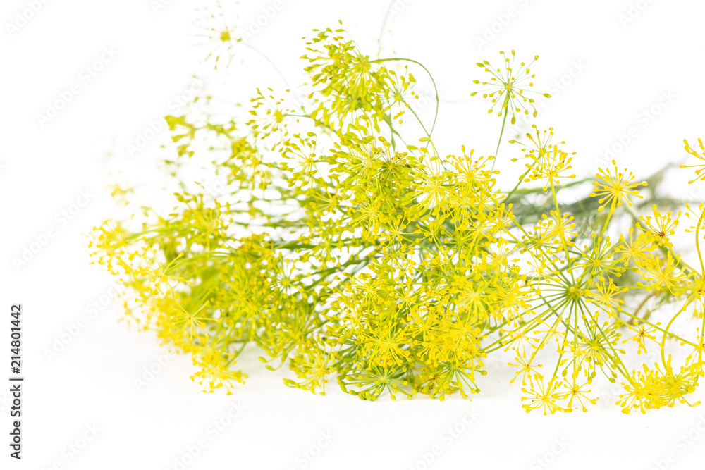 Lot of whole fresh yellow dill flowers heap isolated on white
