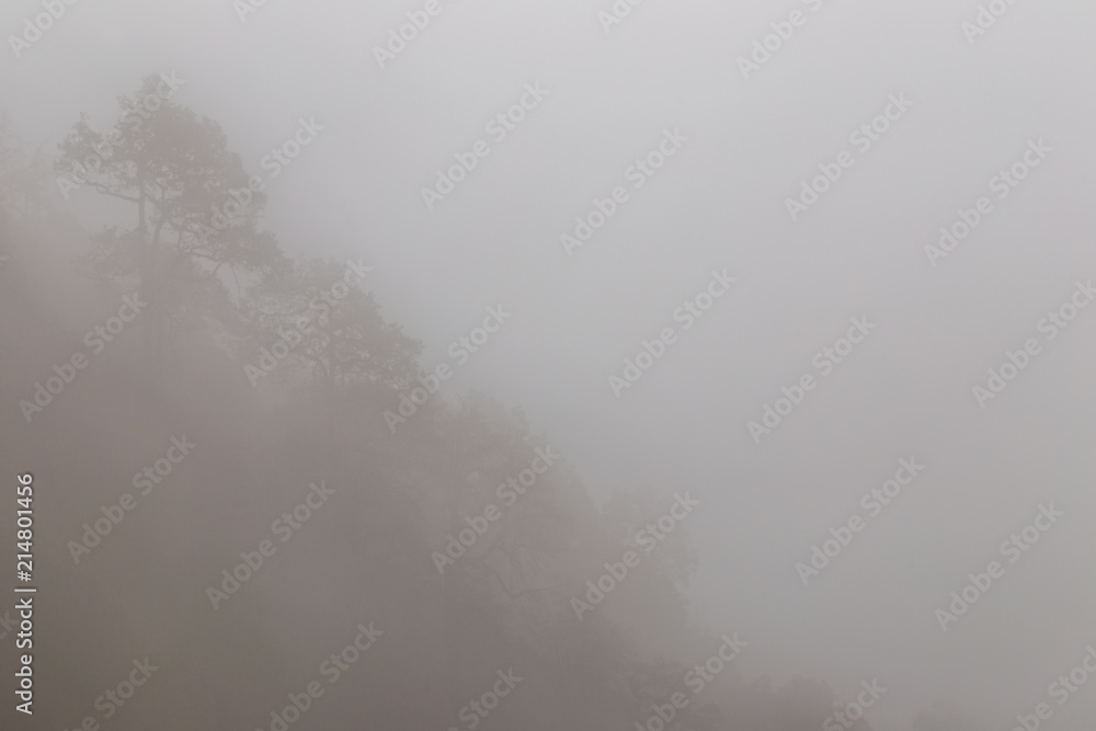 Dense fog in mountains. View of clouds over trees in forest near the McLeod Ganj. Himachal Pradesh. India