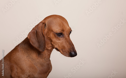 beautiful dog breed Dachshund red color in the Studio on a light background