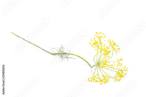 One whole fresh yellow dill flowers cluster isolated on white